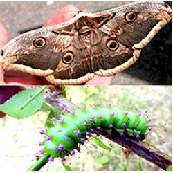 Giant Peacock Moth pyri Cocoons SPECIAL JUBILEE PRICES!